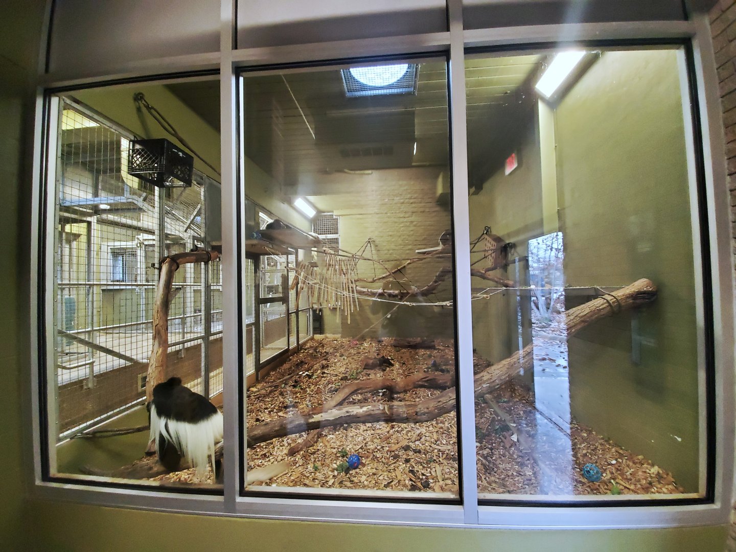 Dec. 2019 - New! Colobus Crossing - Indoor Exhibit