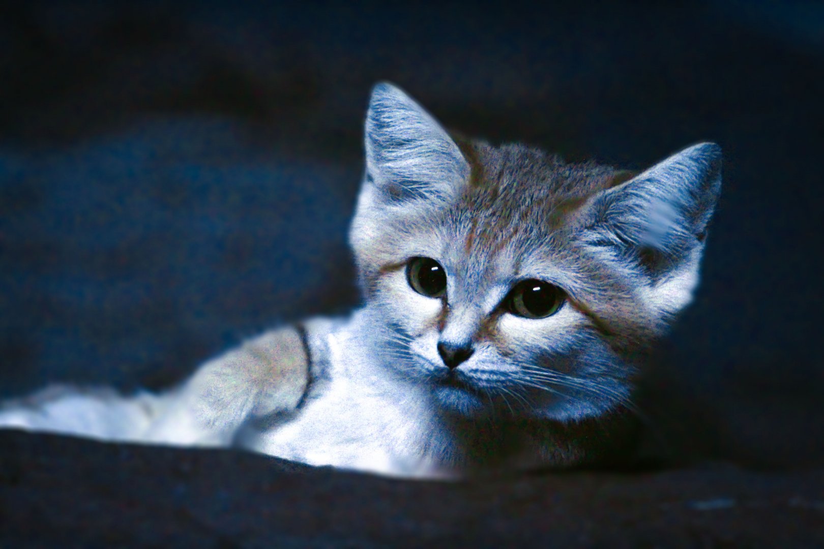 Dec. 2019 -Night Hunters - Arabian Sand Cat