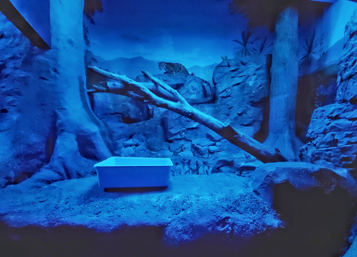 Dec. 2019 - Night Hunters - Clouded Leopard Exhibit (Right Side)