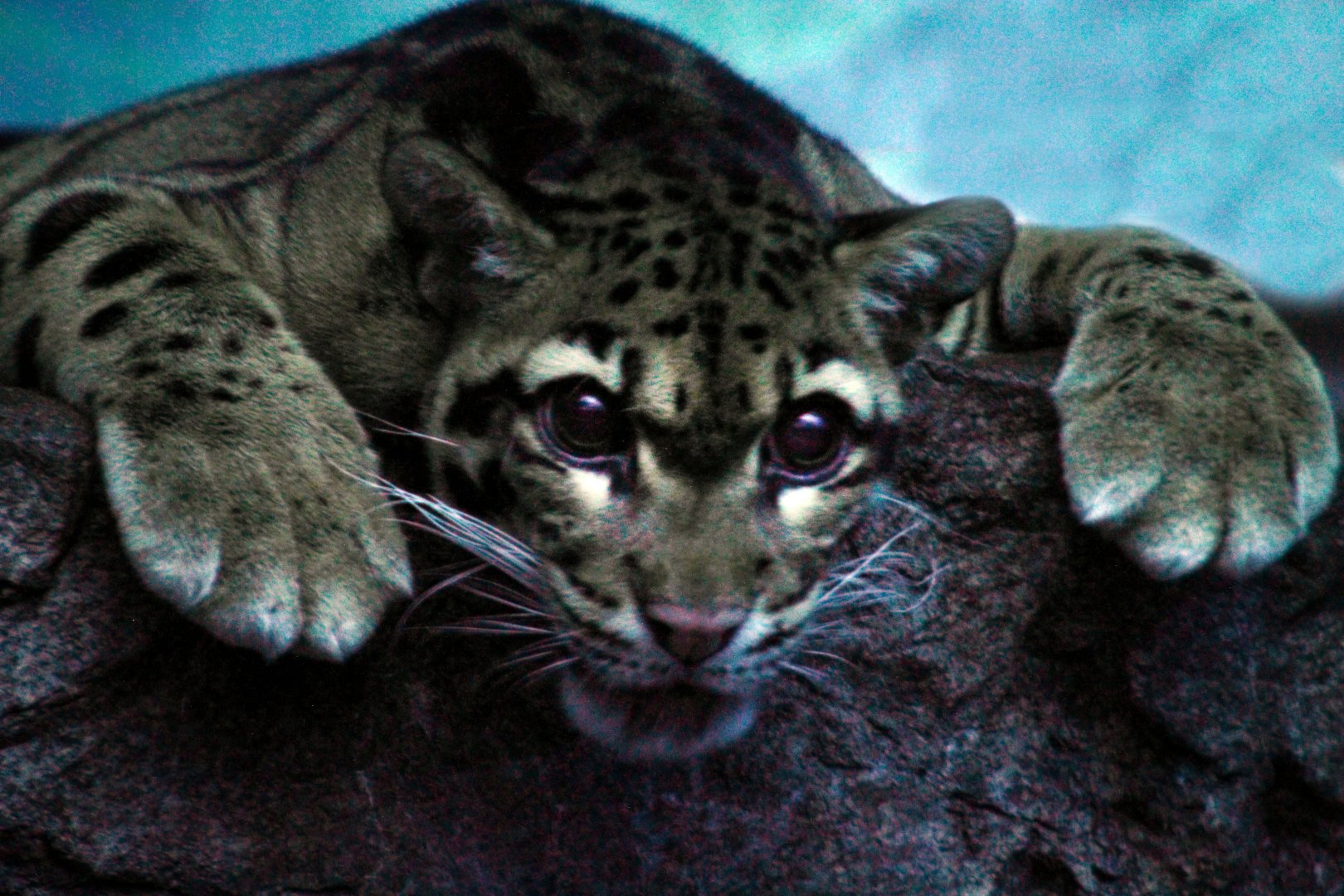 Dec. 2019 - Night Hunters - Clouded Leopard