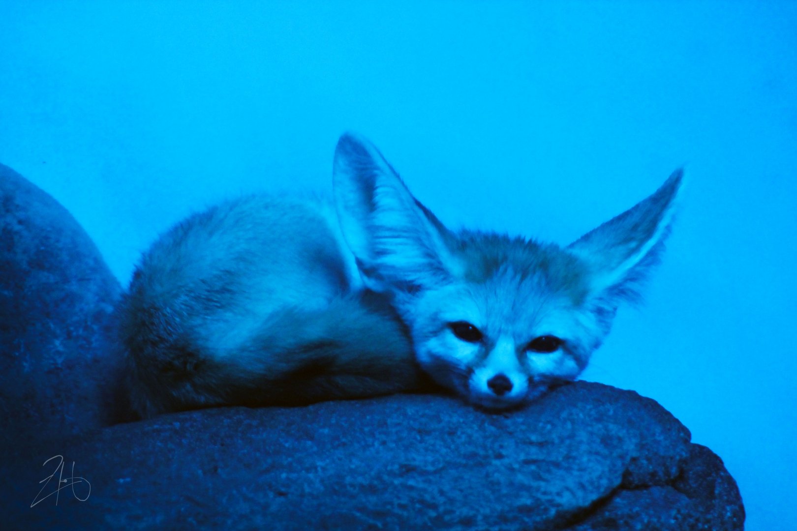 Dec. 2019 - Night Hunters - Fennec Fox