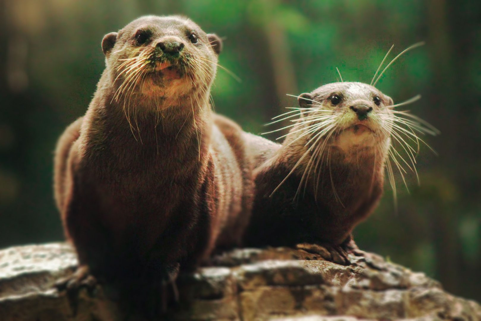 Dec. 2019 - The Rain Forest - Upper Forest - Asian Small-clawed Otters