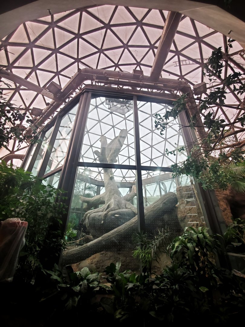 Dec. 2019 - The Rain Forest - Upper Forest - Orangutan Exhibit