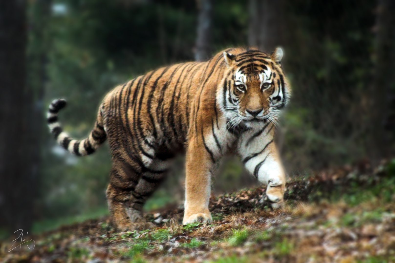 Dec. 2019 - Tiger Taiga - Amur Tiger