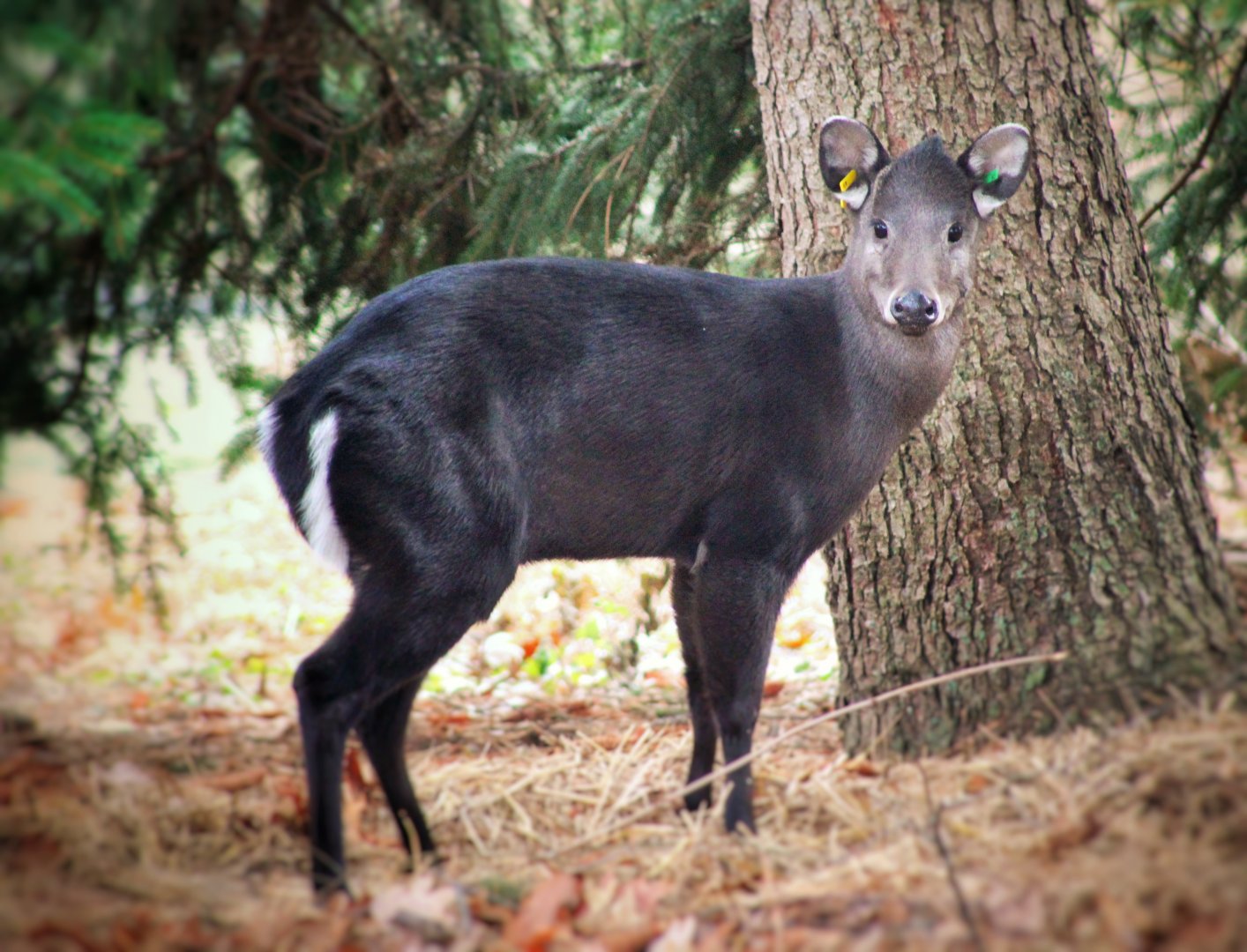 Dec. 2019 - Wilderness Trek - Tufted Deer