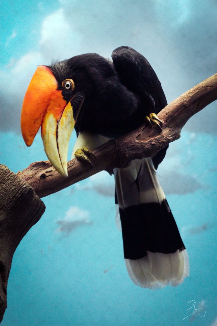 Dec. 2019 - Wings of the World - Rhinoceros Hornbill