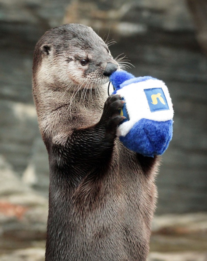 Dec. 2019 - Wolf Woods - River Otter