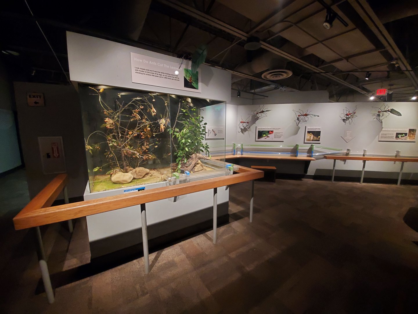 Dec. 2019 - World of the Insect - Leaf cutter Ant Exhibit (Last Part)