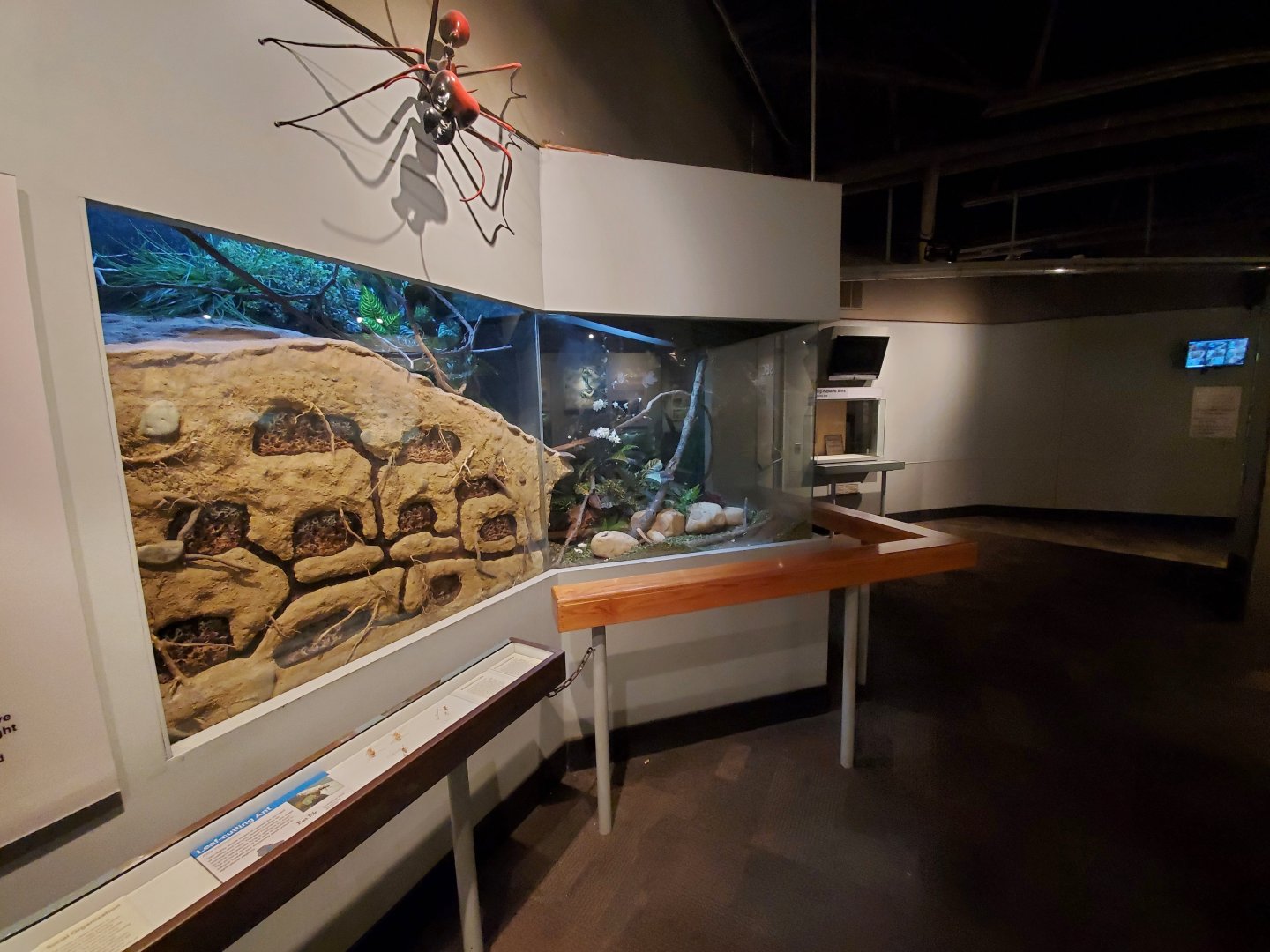 Dec. 2019 - World of the Insect - Leaf cutter Ant Exhibit (Left Side)