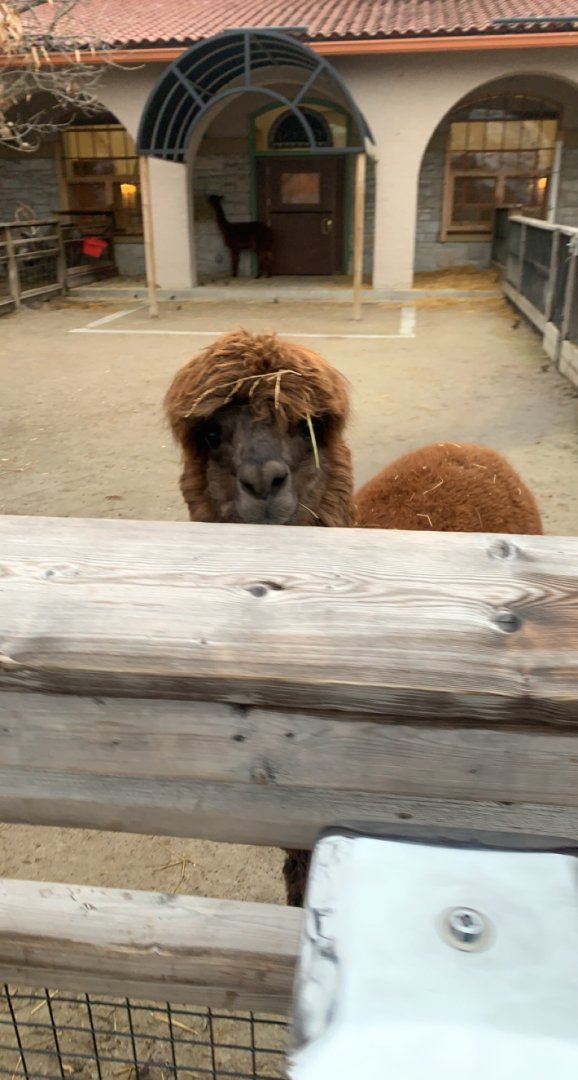 Dec. 2021- Alpaca
