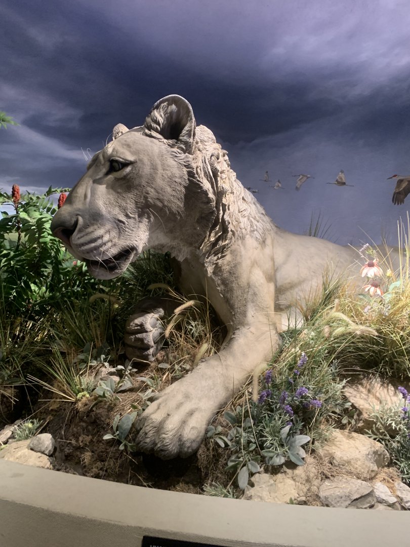 Dec. 2021- American lion statue