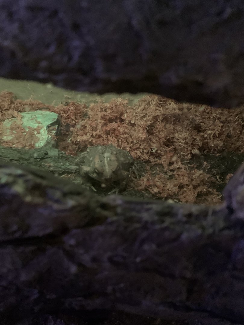 Dec. 2021- American toad