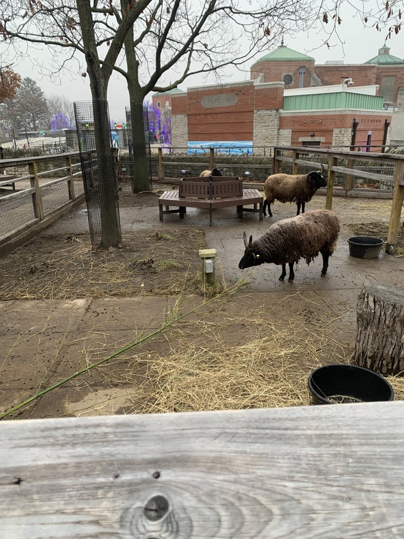 Dec. 2021- Another sheep yard