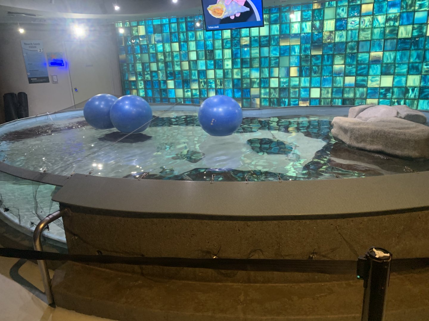 Dec. 2021- Aquarium touch pool