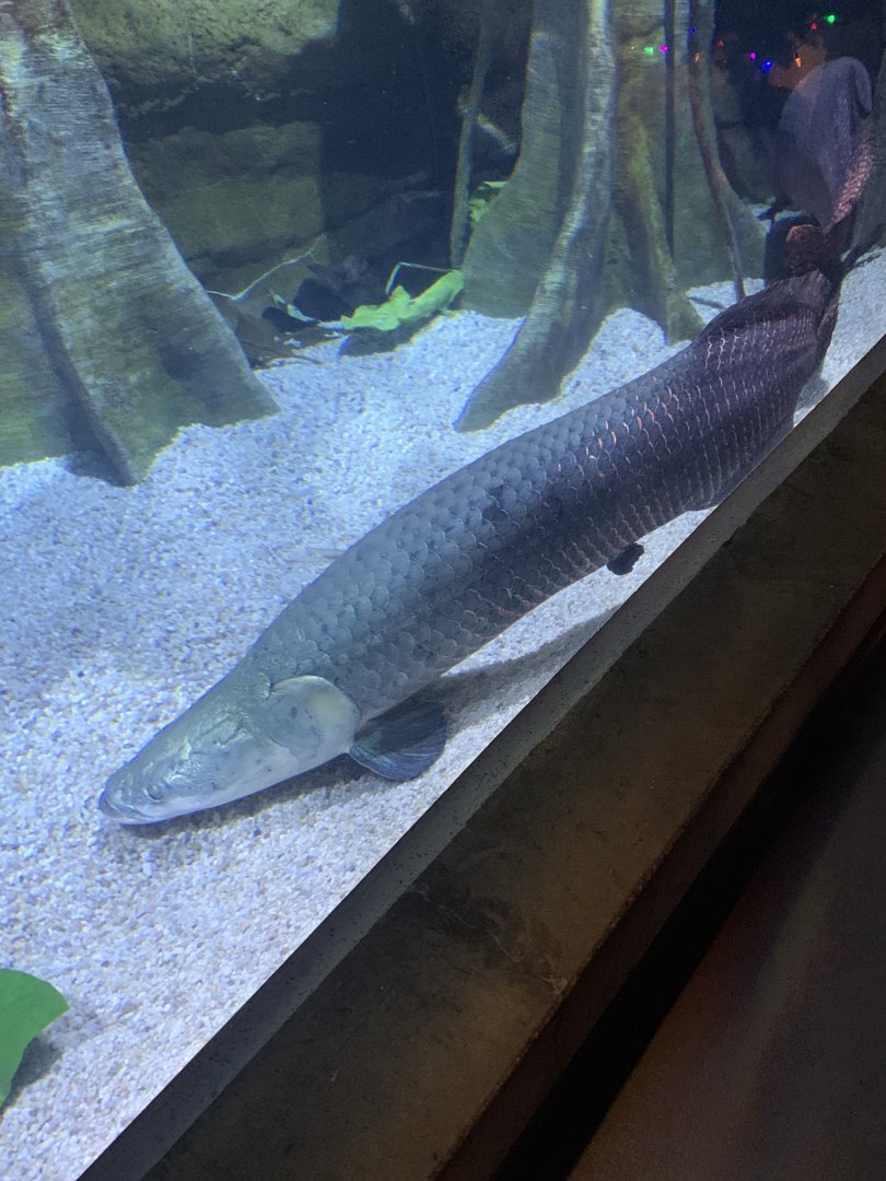 Dec. 2021- Arapaima