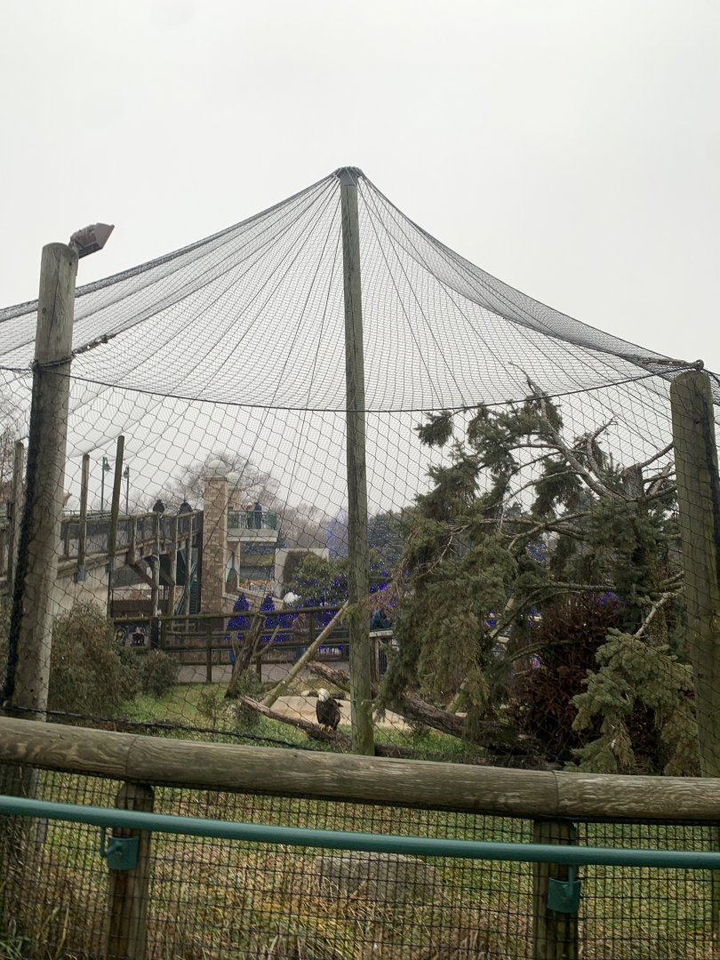 Dec. 2021- Bald eagle aviary