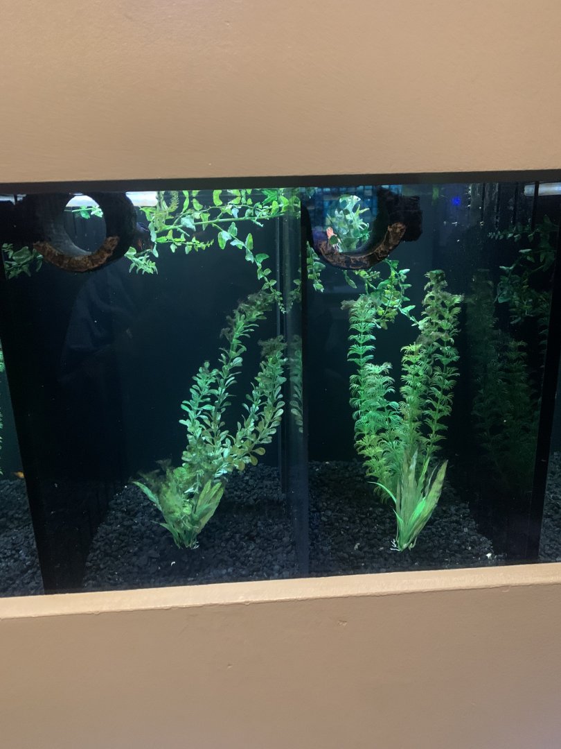 Dec. 2021- Betta tanks