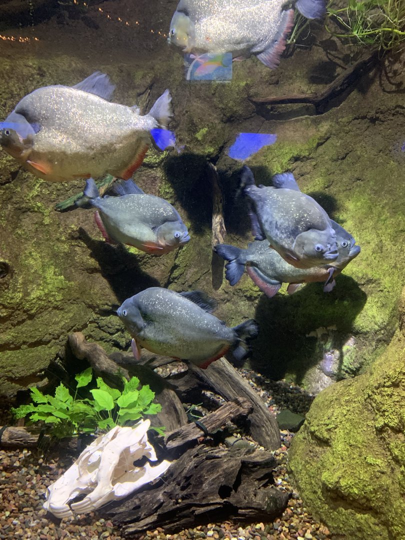 Dec. 2021- Black-spot piranhas
