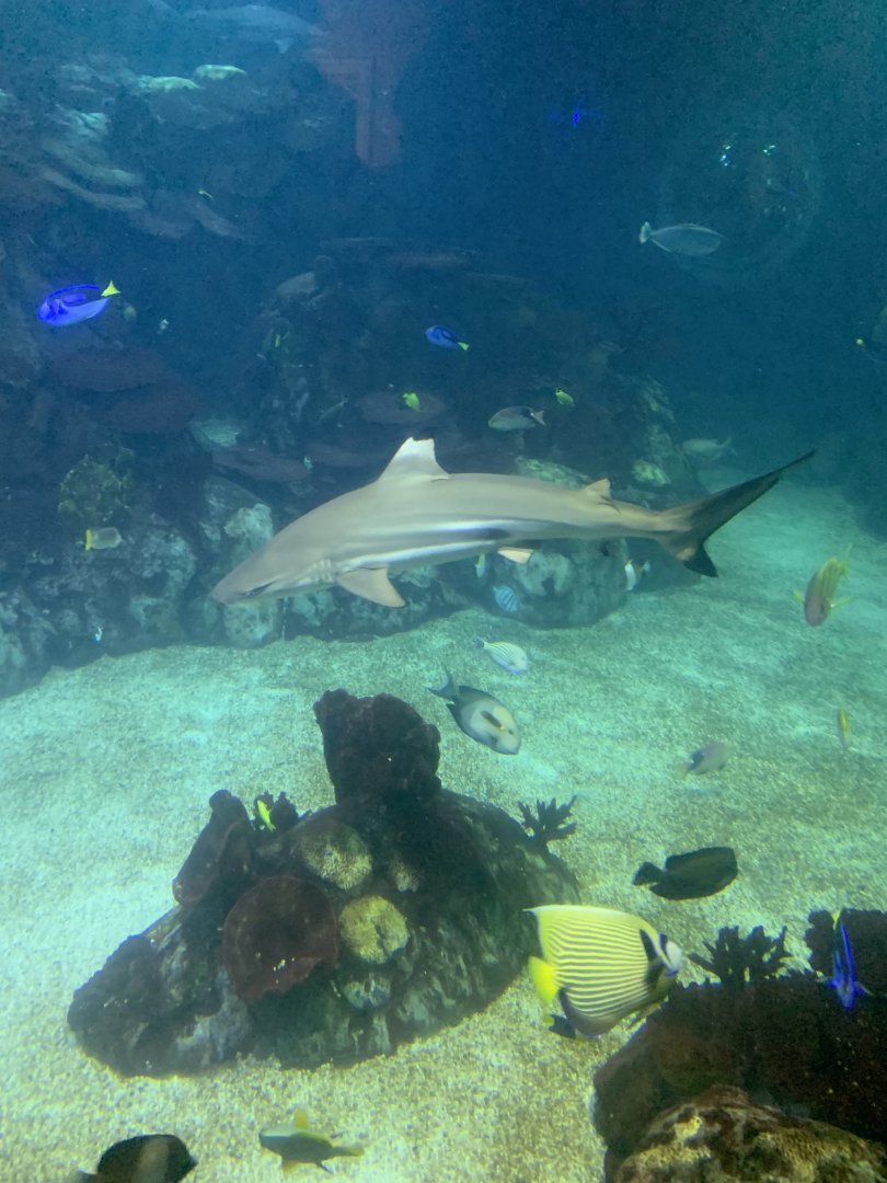 Dec. 2021- Blacktip reef shark and friends