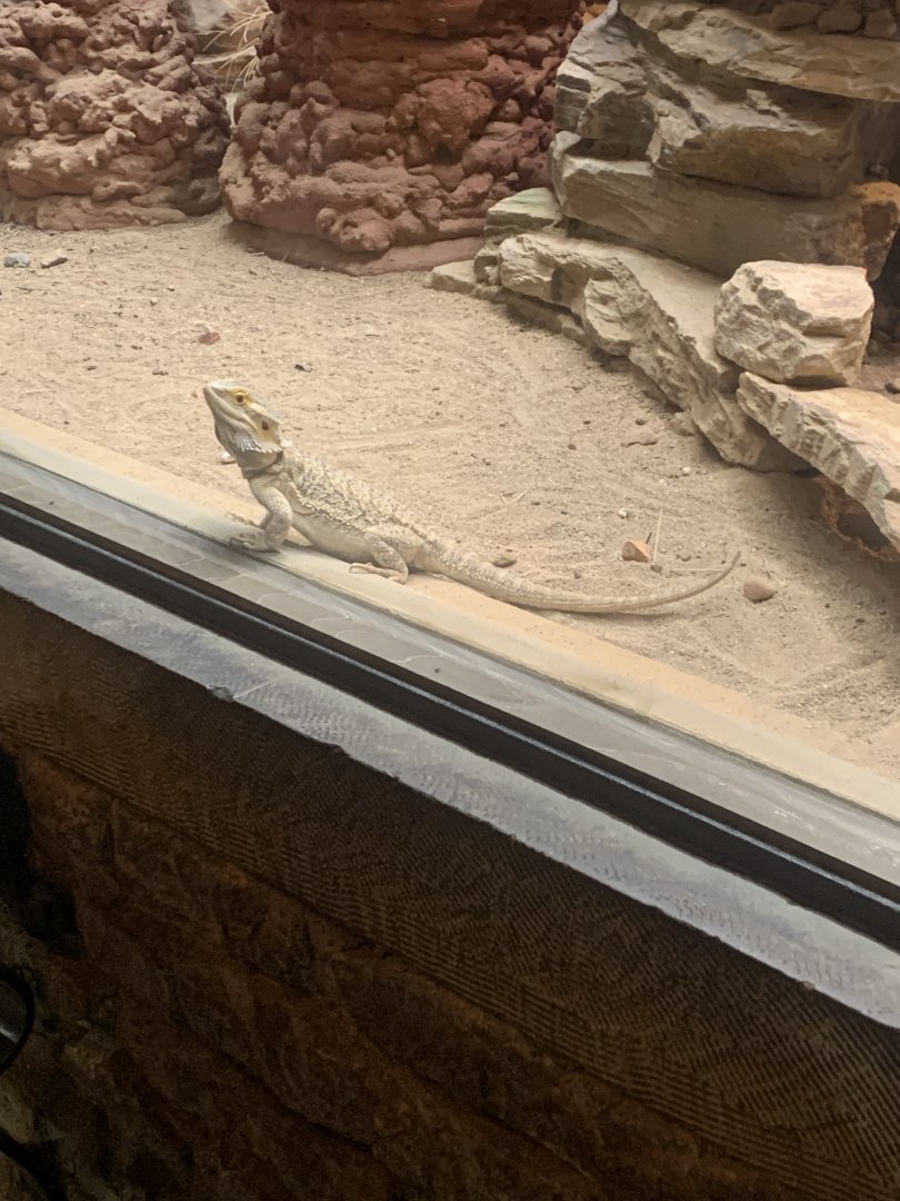 Dec. 2021- Central bearded dragon