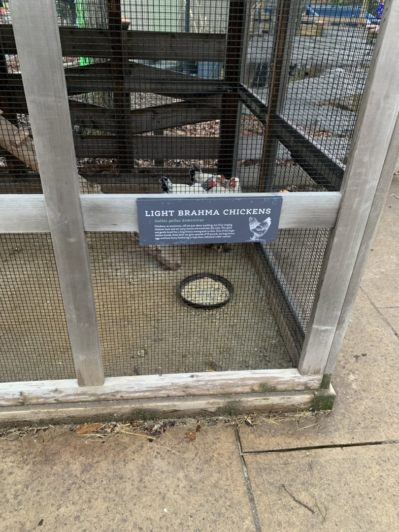 Dec. 2021- Chicken signage