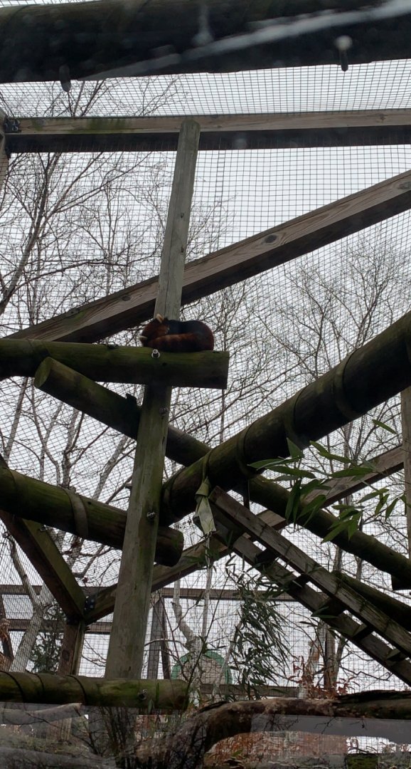 Dec. 2021- Chinese red panda