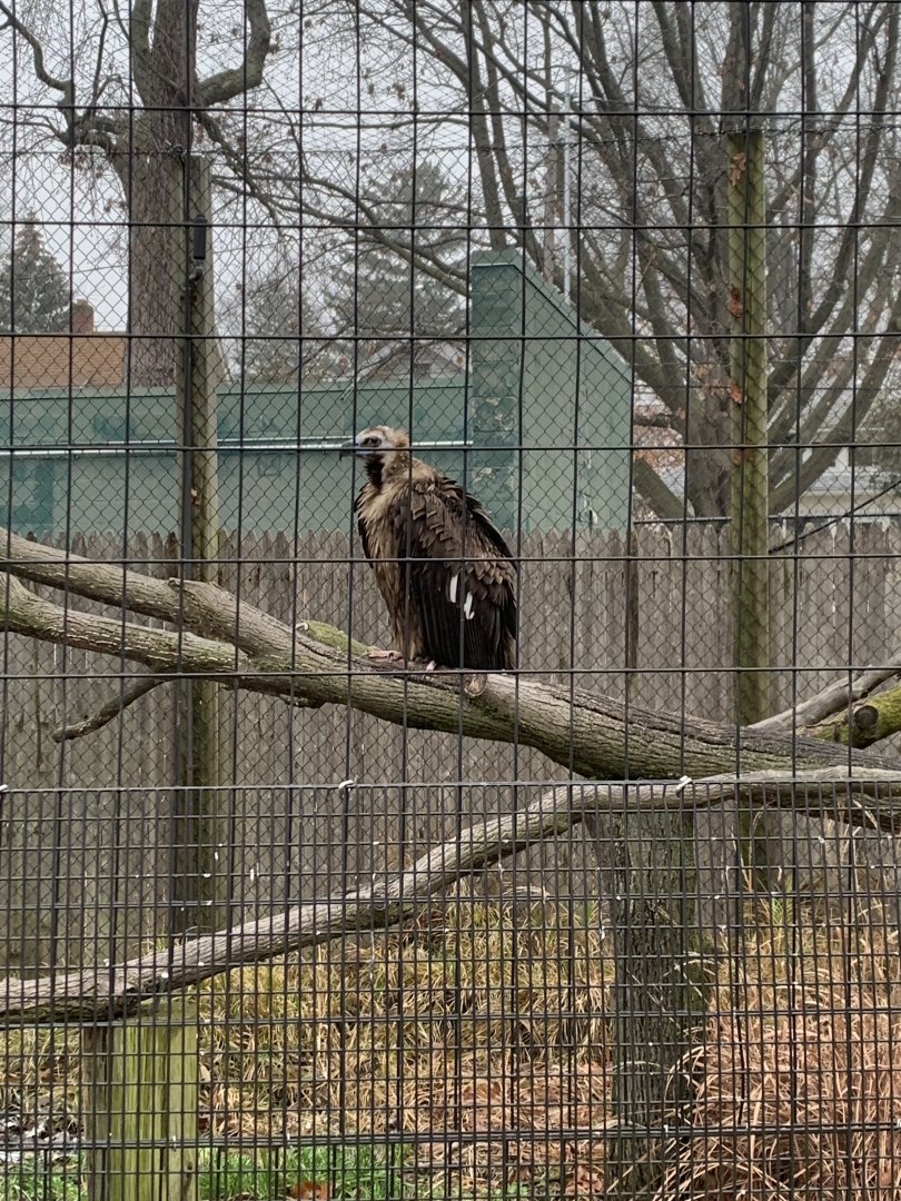 Dec. 2021- Cinereous vulture