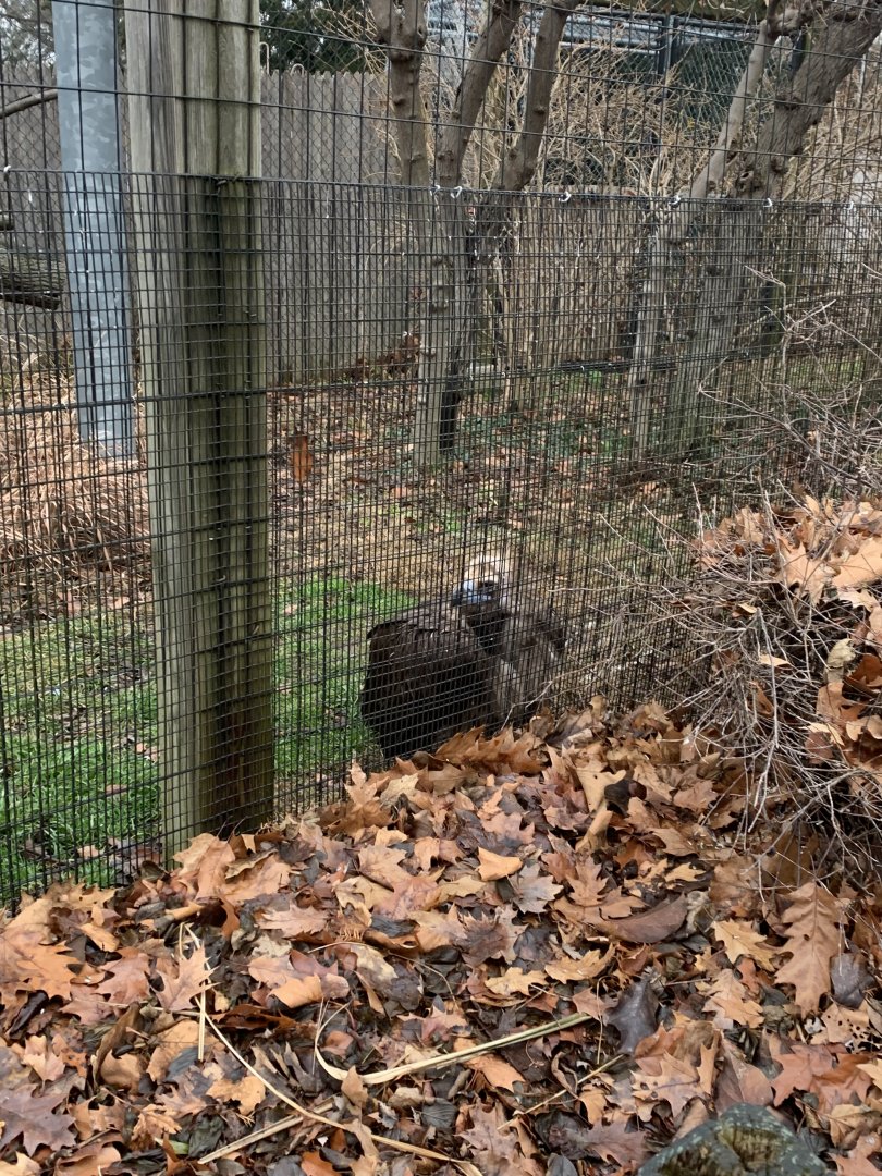 Dec. 2021- Cinereous vulture