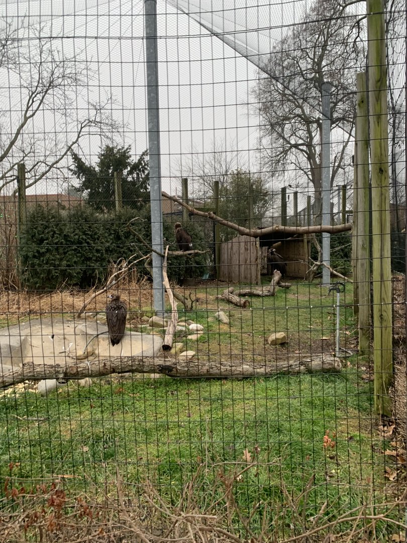 Dec. 2021- Cinereous vultures