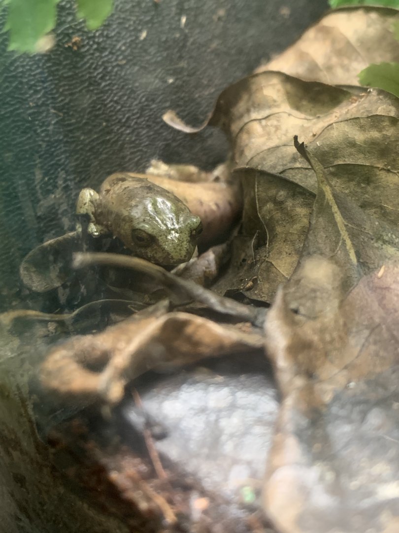 Dec. 2021- Conant’s salamander