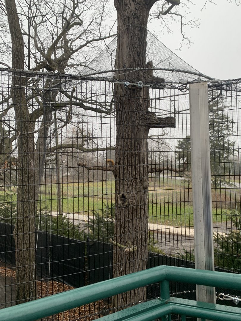 Dec. 2021- Eurasian eagle owl exhibit