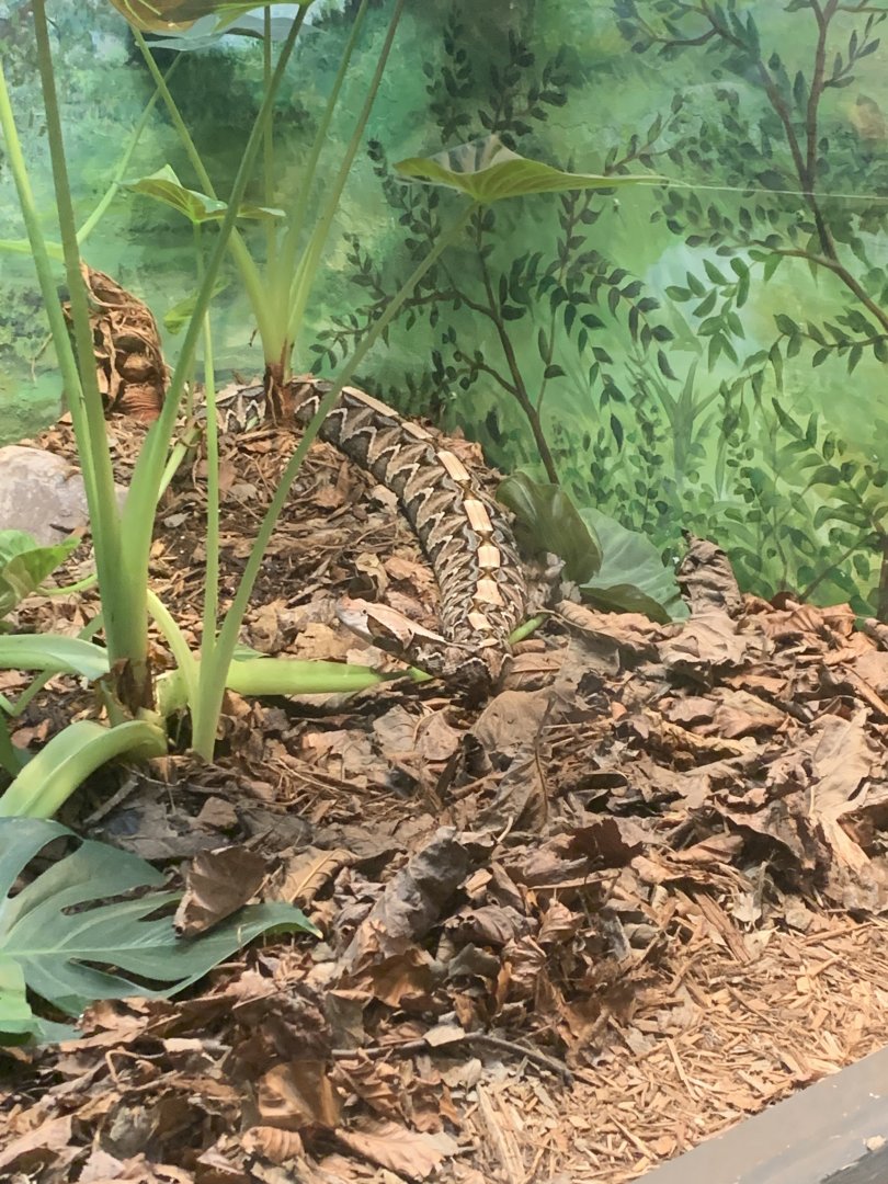 Dec. 2021- Gaboon viper