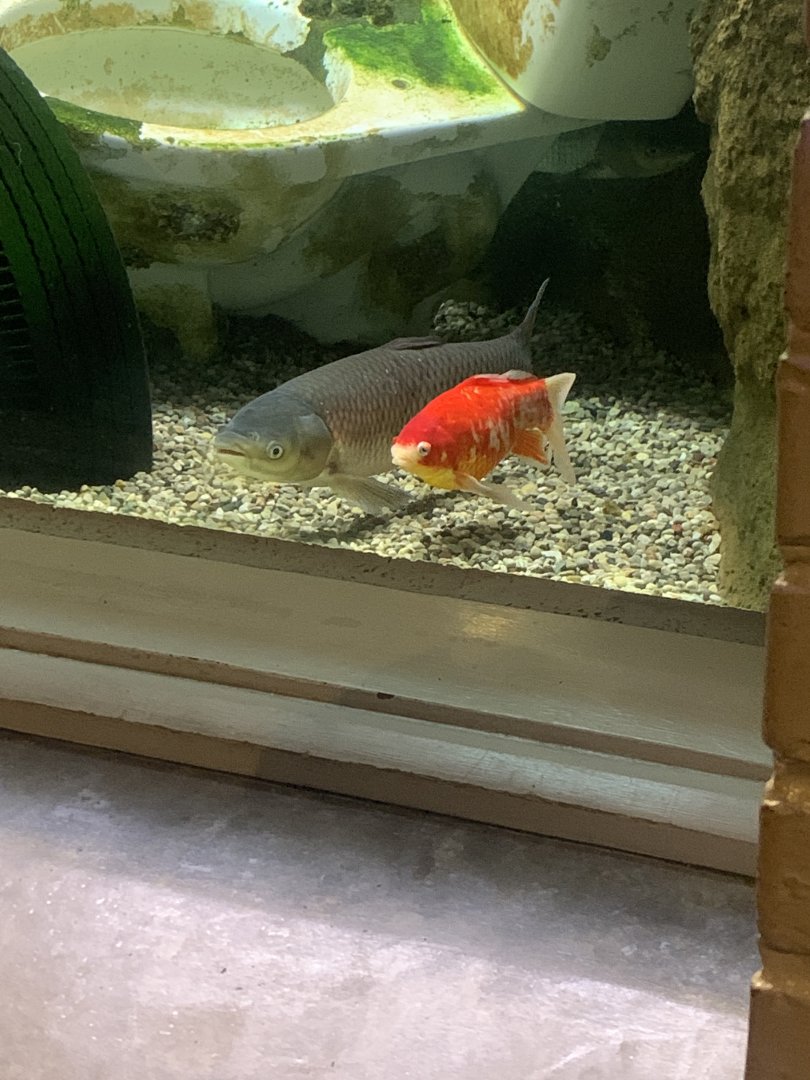 Dec. 2021- Grass carp and Goldfish