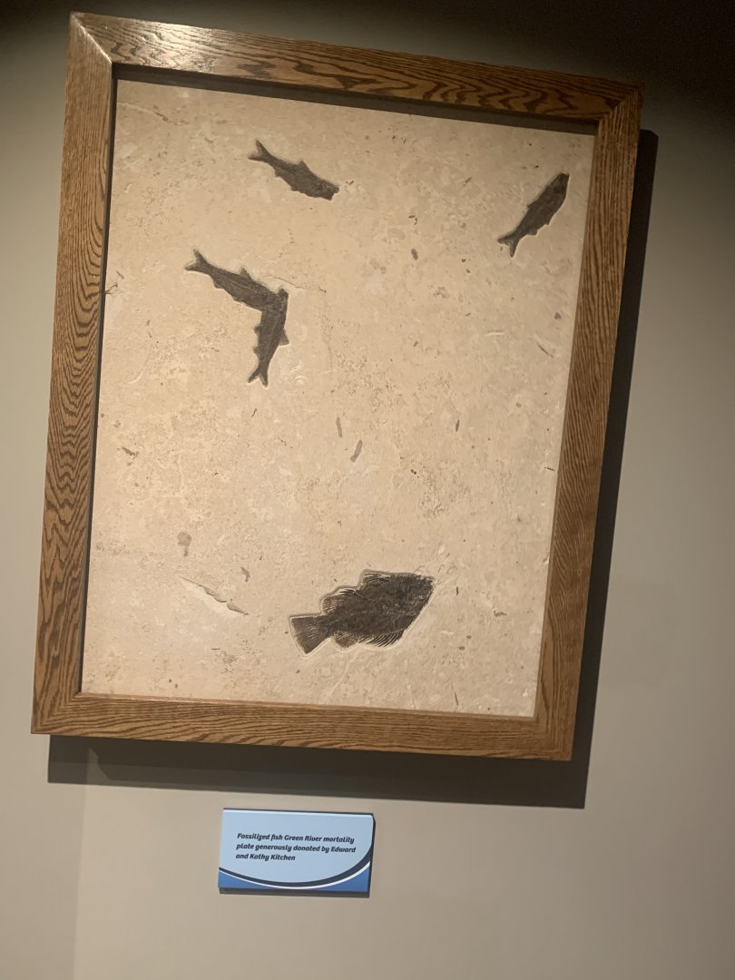 Dec. 2021- Green River fish fossils