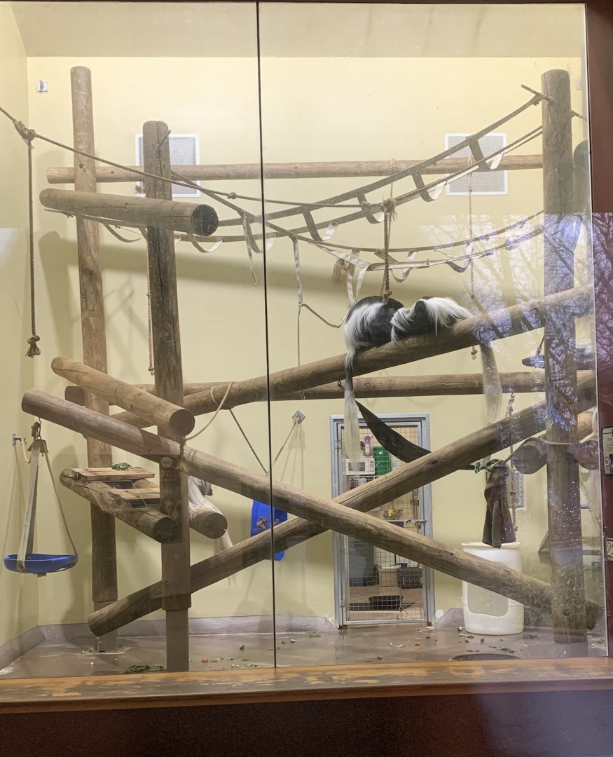 Dec. 2021- Guereza indoor area