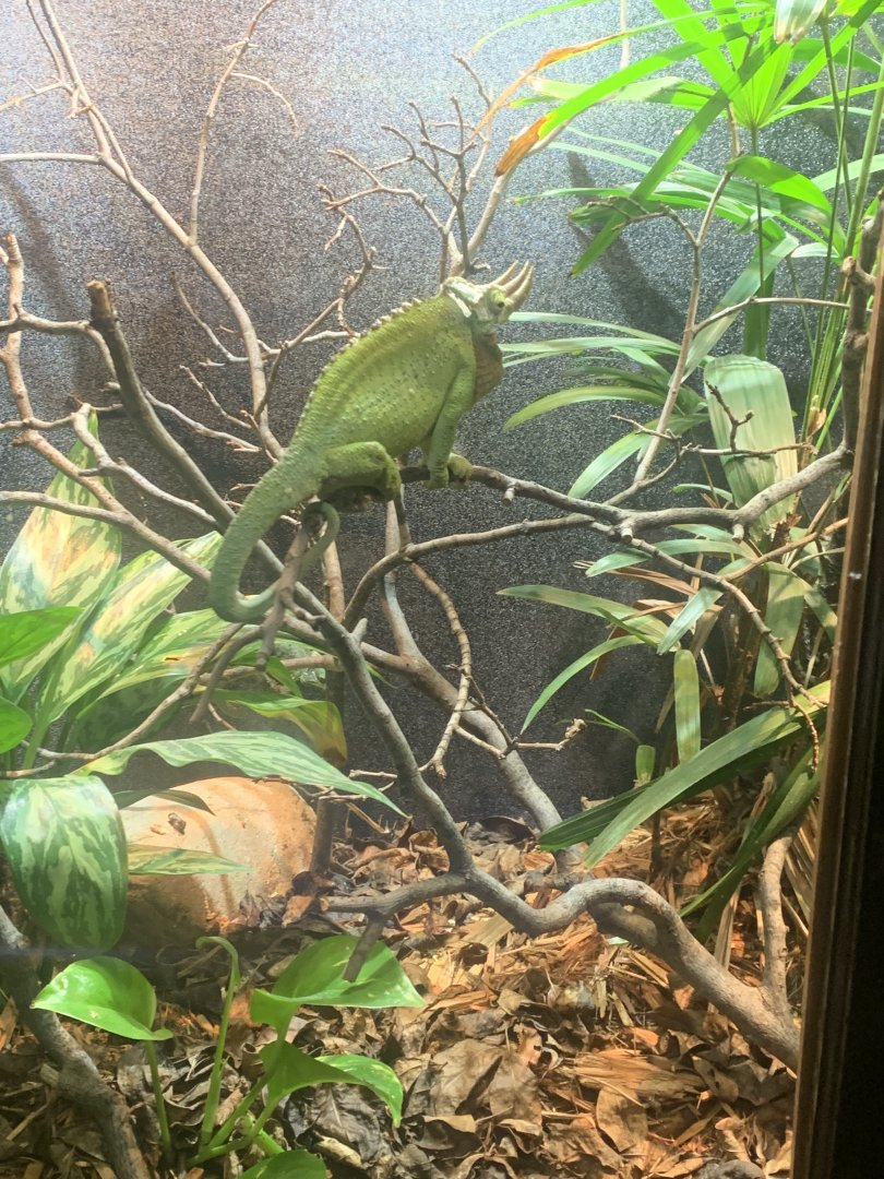 Dec. 2021- Jackson’s chameleon