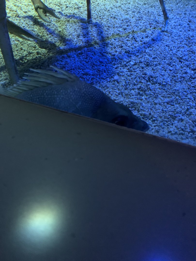 Dec. 2021- Japanese armorhead