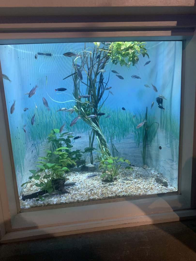 Dec. 2021- Lake Victoria cichlid tank