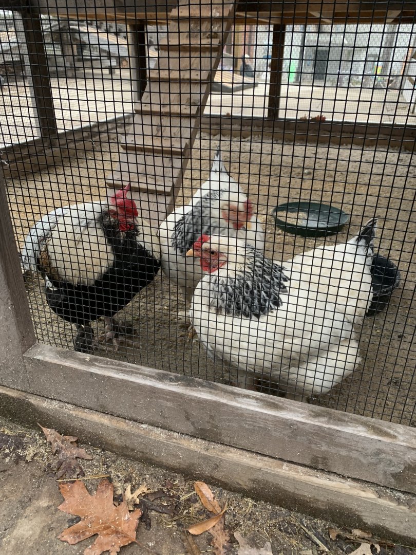 Dec. 2021- Light Brahma chickens