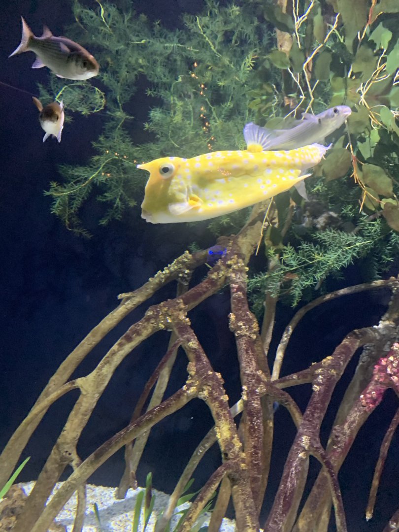 Dec. 2021- Longhorn cowfish and Grey mullets