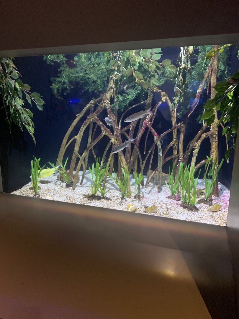 Dec. 2021- Mangrove tank