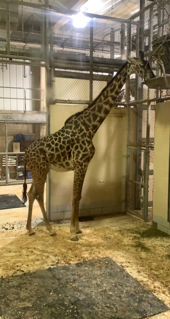Dec. 2021- Masai giraffe