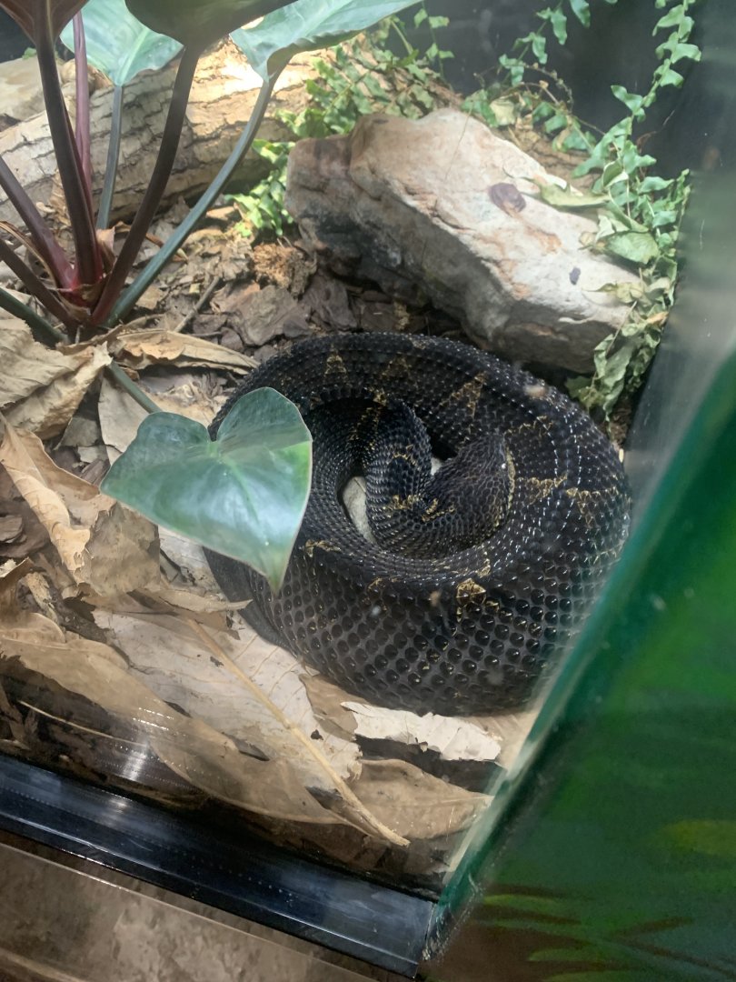 Dec. 2021- Mexican jumping pit viper