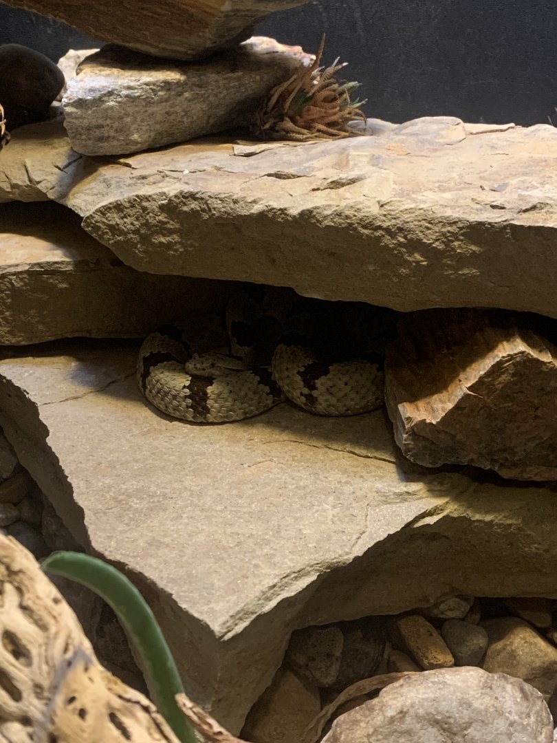 Dec. 2021- Mottled rock rattlesnake