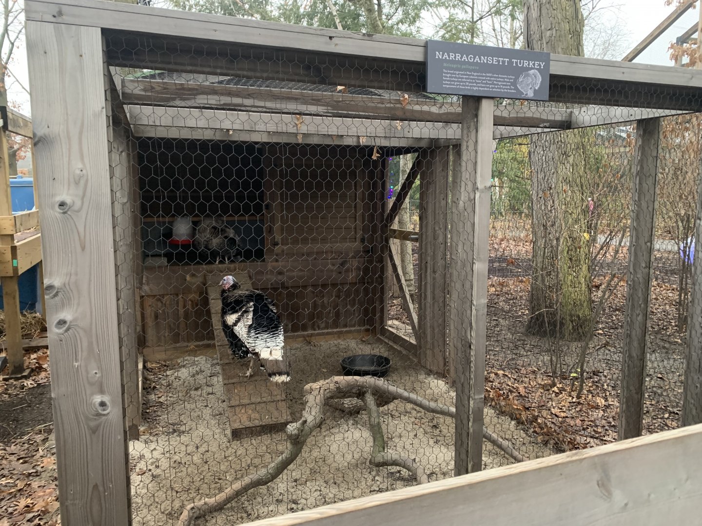 Dec. 2021- Narragansett turkey coop