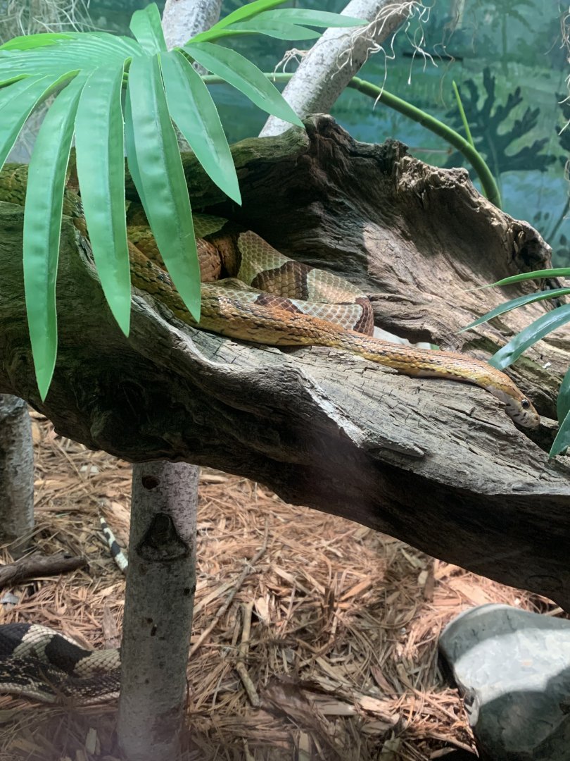 Dec. 2021- Northern copperhead and Corn snake
