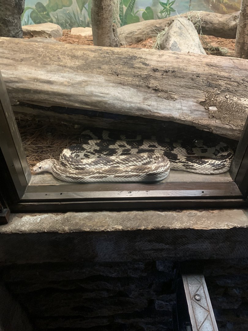 Dec. 2021- Northern pine snake