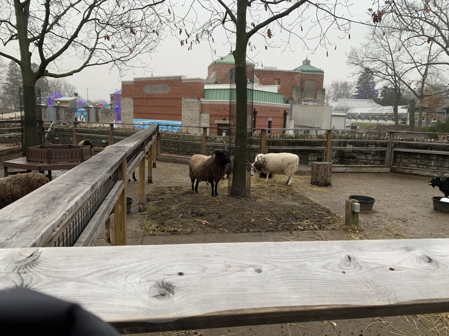 Dec. 2021- One sheep yard