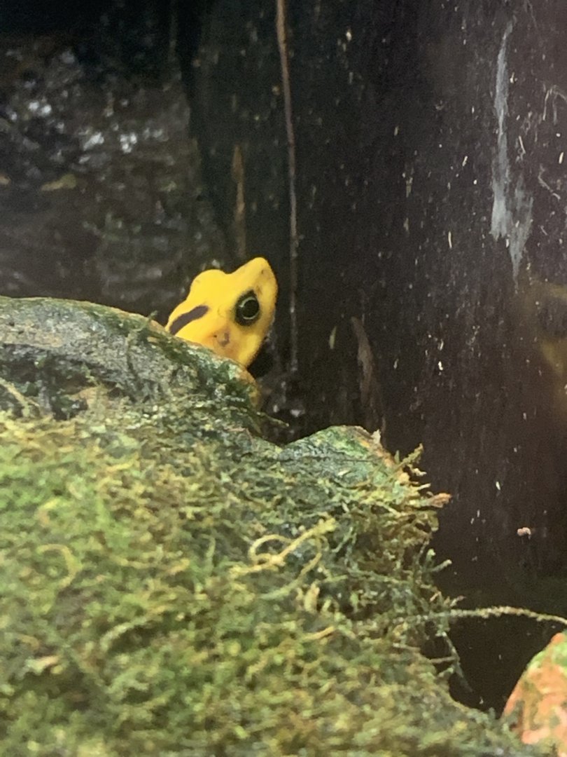 Dec. 2021- Panamanian golden frog
