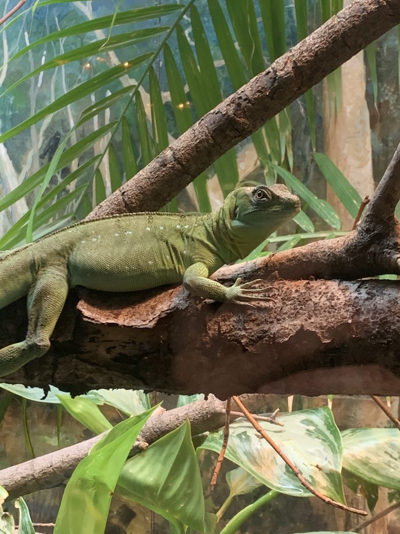 Dec. 2021- Plumed basilisk